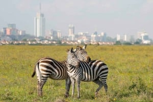 Nairobi National Park: Game Drive Tour with Pickup