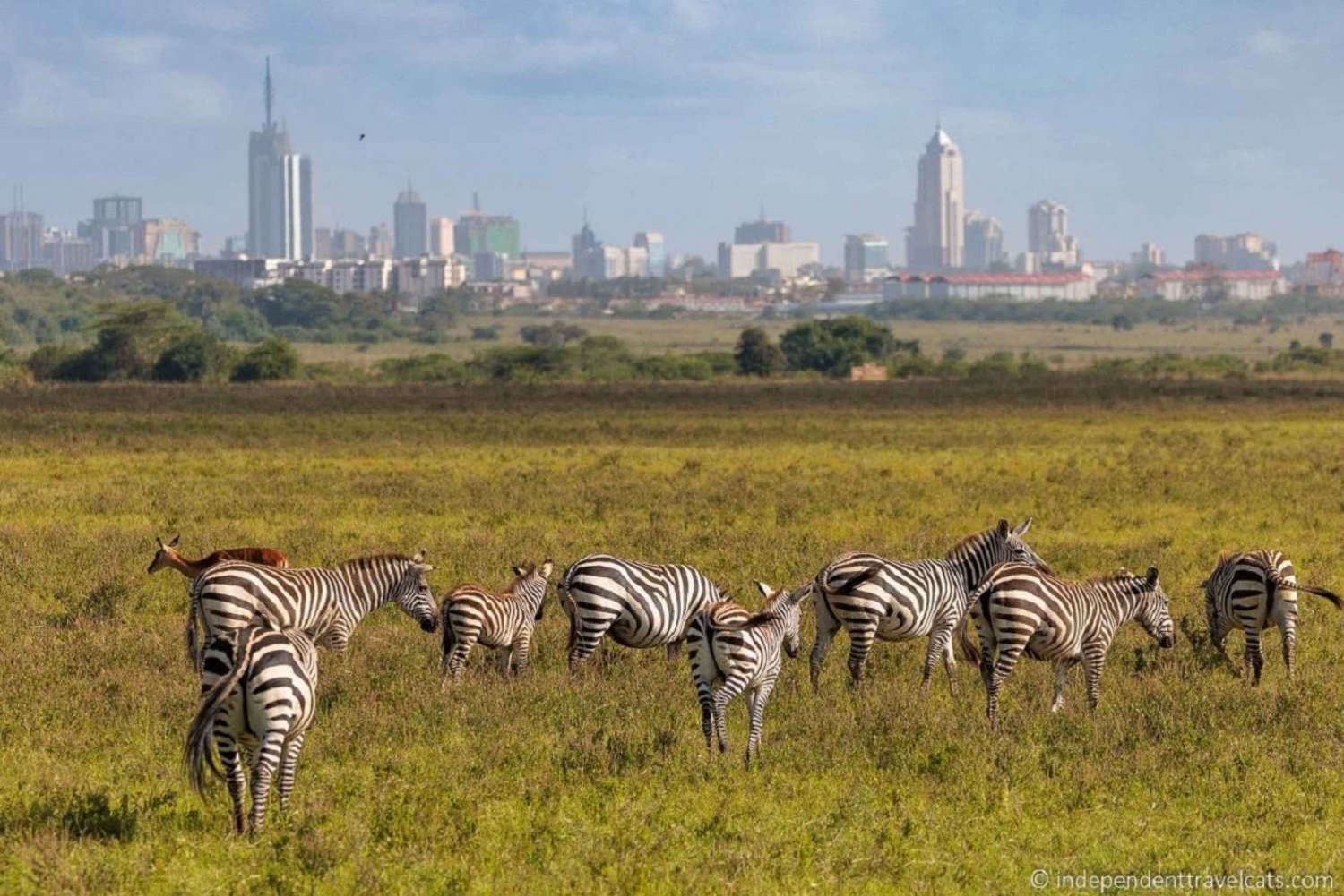 Safari dans le parc national de Nairobi