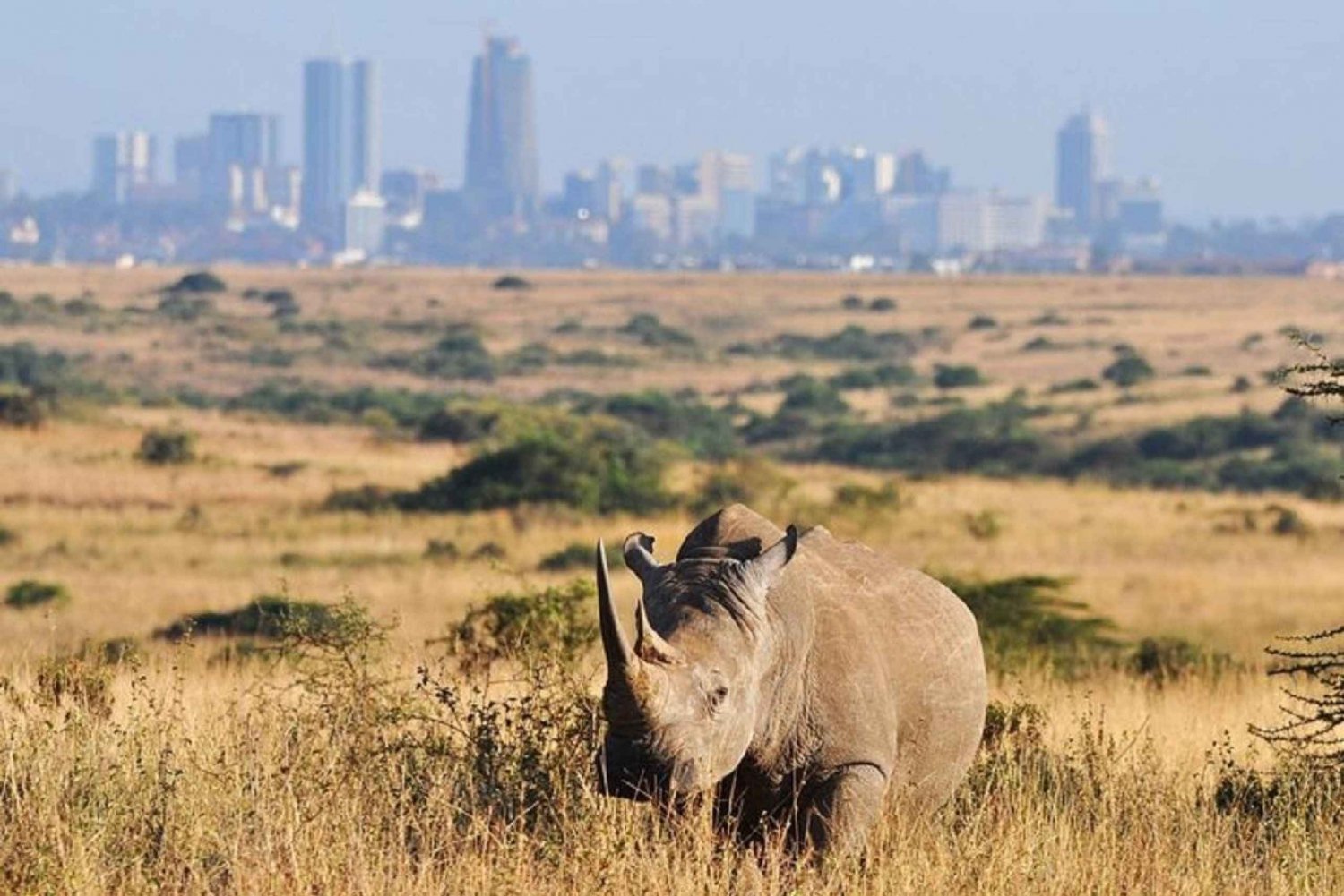 Nairobi nationalpark - game drive ved solopgang