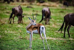 Nairobi national park game drive
