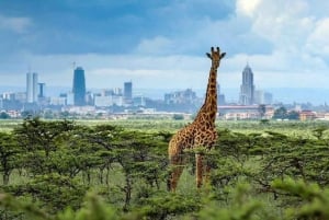 Nairobi nationalpark soluppgång game drive