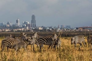 Nairobi nasjonalpark, sjiraffsenter og bomaer