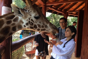 Nairobi National park, Giraffe center & Bomas