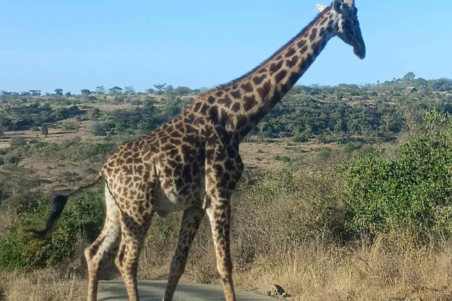 Nairobi National Park, Giraffe Center & Karen Blixen Museum