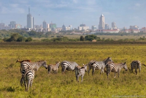 Nairobi National Park, Giraffe Center & Karen Blixen Museum