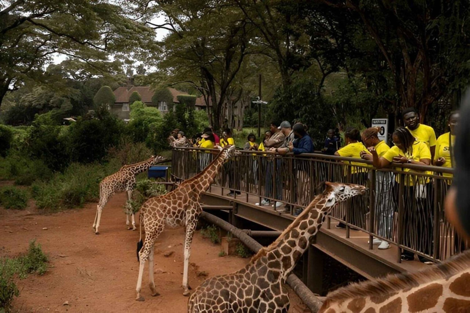 Nairobi: Park Narodowy, Centrum Żyraf, wycieczka do Kazuri Beads