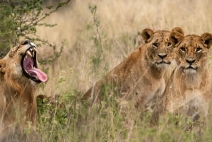 Nairobi: Nationalpark, Giraffencenter und Kazuri Beads Tour