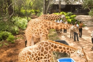 Nairobi: Nationalpark, Giraffencenter und Kazuri Beads Tour