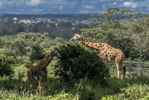 Nairobi: Nationalpark, Giraffencenter und Kazuri Beads Tour
