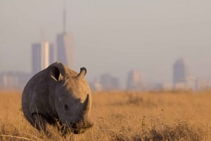 Nairobi: Nationalpark, Giraffencenter und Kazuri Beads Tour