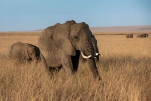 Nairobi: Nationalpark, Giraffencenter und Kazuri Beads Tour