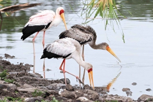 Nairobi: Nationalpark, Giraffencenter und Kazuri Beads Tour