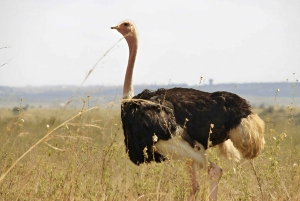 Nairobi: Nationalpark, Giraffencenter und Kazuri Beads Tour