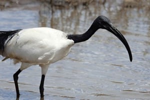 Nairobi: Nationalpark, Giraffencenter und Kazuri Beads Tour