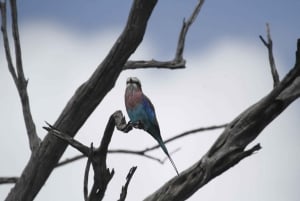 Nairobi: Park Narodowy, Centrum Żyraf, wycieczka do Kazuri Beads