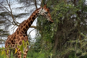 Nairobi: Park Narodowy, Centrum Żyraf, wycieczka do Kazuri Beads