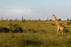 Nairobi: Park Narodowy, Centrum Żyraf, wycieczka do Kazuri Beads