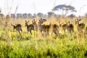 Nairobi: Park Narodowy, Centrum Żyraf, wycieczka do Kazuri Beads