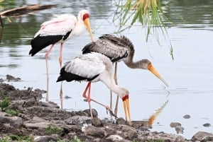 Nairobi: Park Narodowy, Centrum Żyraf, wycieczka do Kazuri Beads