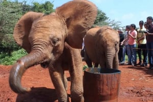 Parque Nacional de Nairobi, orfanato, tour de jirafas y abalorios