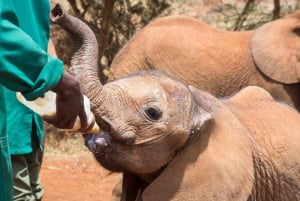 Parque Nacional de Nairobi, orfanato, tour de jirafas y abalorios