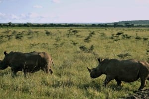 Parque Nacional de Nairobi, orfanato, tour de jirafas y abalorios