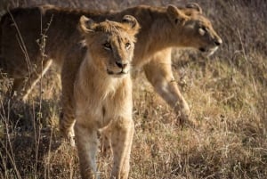 Parque Nacional de Nairobi, orfanato, tour de jirafas y abalorios