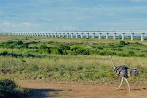 Parque Nacional de Nairobi, orfanato, tour de jirafas y abalorios