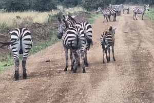 Viaje al Parque Nacional de Nairobi, Centro de Jirafas, Orpanage y Bomas