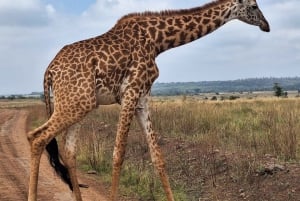Parque Nacional de Nairóbi, Centro de Girafas, Orpanage e Viagem a Bomas