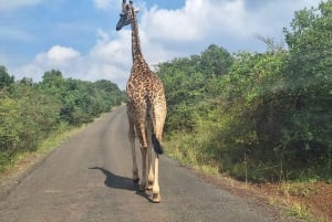 Nairobi nasjonalpark, sjiraffsenter, Orpanage og Bomas-tur