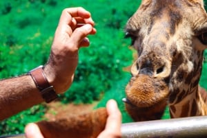Parque Nacional de Nairobi, orfanato, tour de jirafas y abalorios