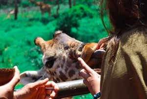 Parque Nacional de Nairobi, orfanato, tour de jirafas y abalorios
