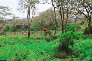 Parque Nacional de Nairobi, orfanato, tour de jirafas y abalorios