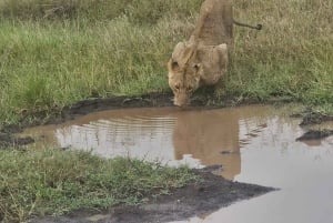Parco Nazionale di Nairobi, Centro Giraffe, Orfanotrofio e Karen Blixxen