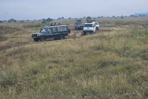 Parco Nazionale di Nairobi, Centro Giraffe, Orfanotrofio e Karen Blixxen