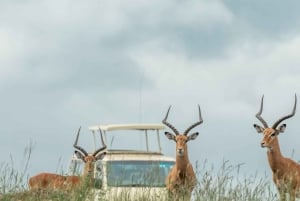 Nairobi: National Park, Giraffe Center, & Rooftop Tour