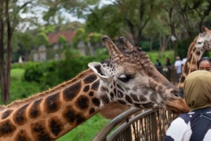Nairobi: Nationalpark, Giraffenzentrum & Dachterrassentour