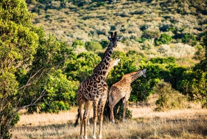 Nairobi Day Trip: Nairobi National Park & Giraffe Center