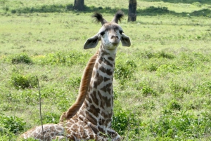 Nairobi national park ,giraffe centre and elephant orphanage