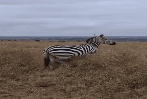 National Park, Elephant Orphanage & Giraffe Center