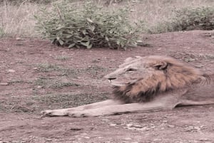 National Park, Elephant Orphanage & Giraffe Center