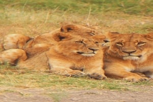 National Park, Elephant Orphanage & Giraffe Center