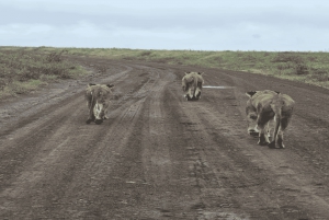National Park, Elephant Orphanage & Giraffe Center