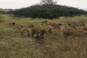 National Park, Elephant Orphanage & Giraffe Center