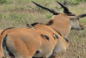 National Park, Elephant Orphanage & Giraffe Center