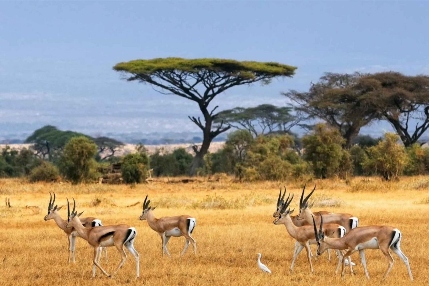 Visite en groupe du parc national de Nairobi avec safari en voiture.
