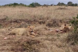 Nairobi National Park 6 uur 's ochtends groepsafspraak voor safari.