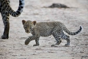 Nairobi National Park 6 uur 's ochtends groepsafspraak voor safari.