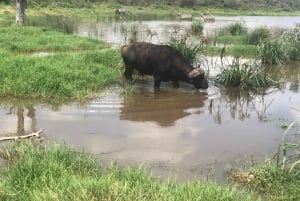Safari no Parque Nacional de Nairobi. Experiência única com a vida selvagem.